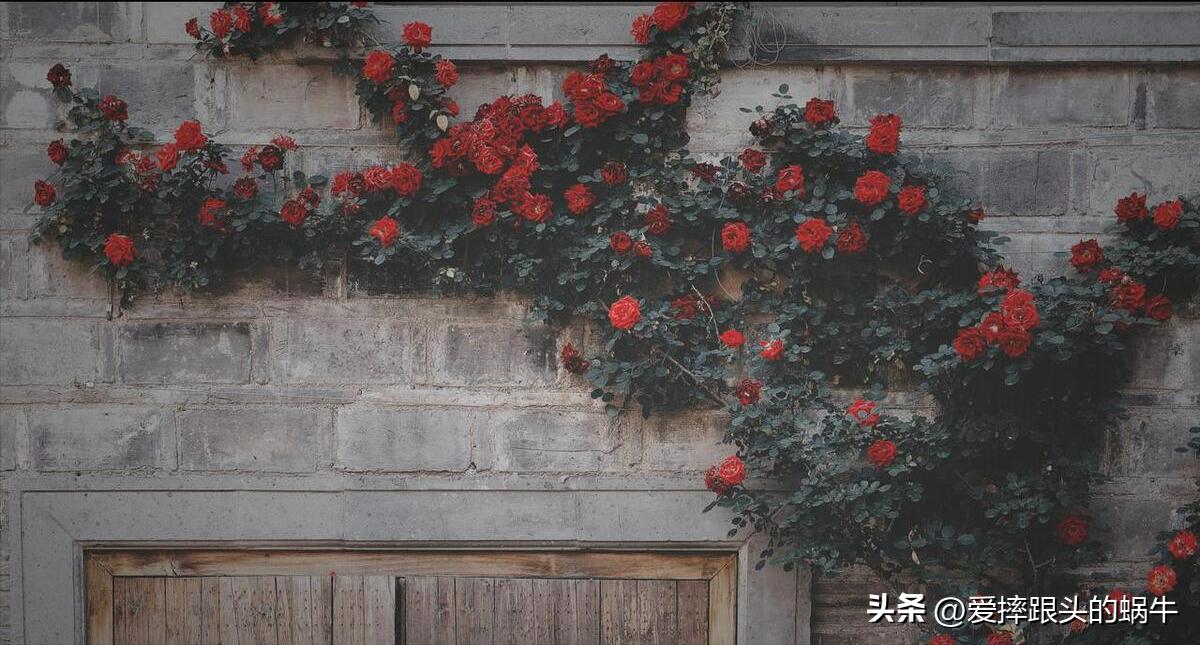 生如夏花灿烂的时候,生如夏花绚烂绽放歌曲视频