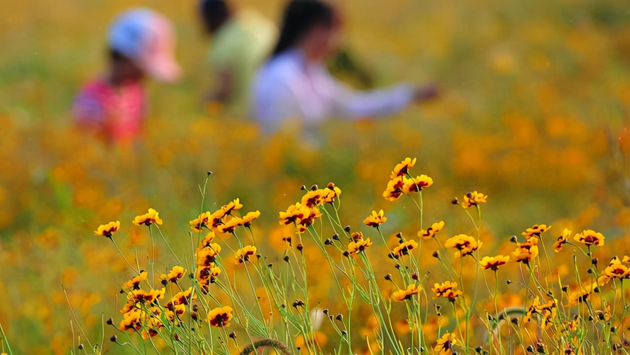 徽州昆仑雪菊,新疆西域昆仑雪菊