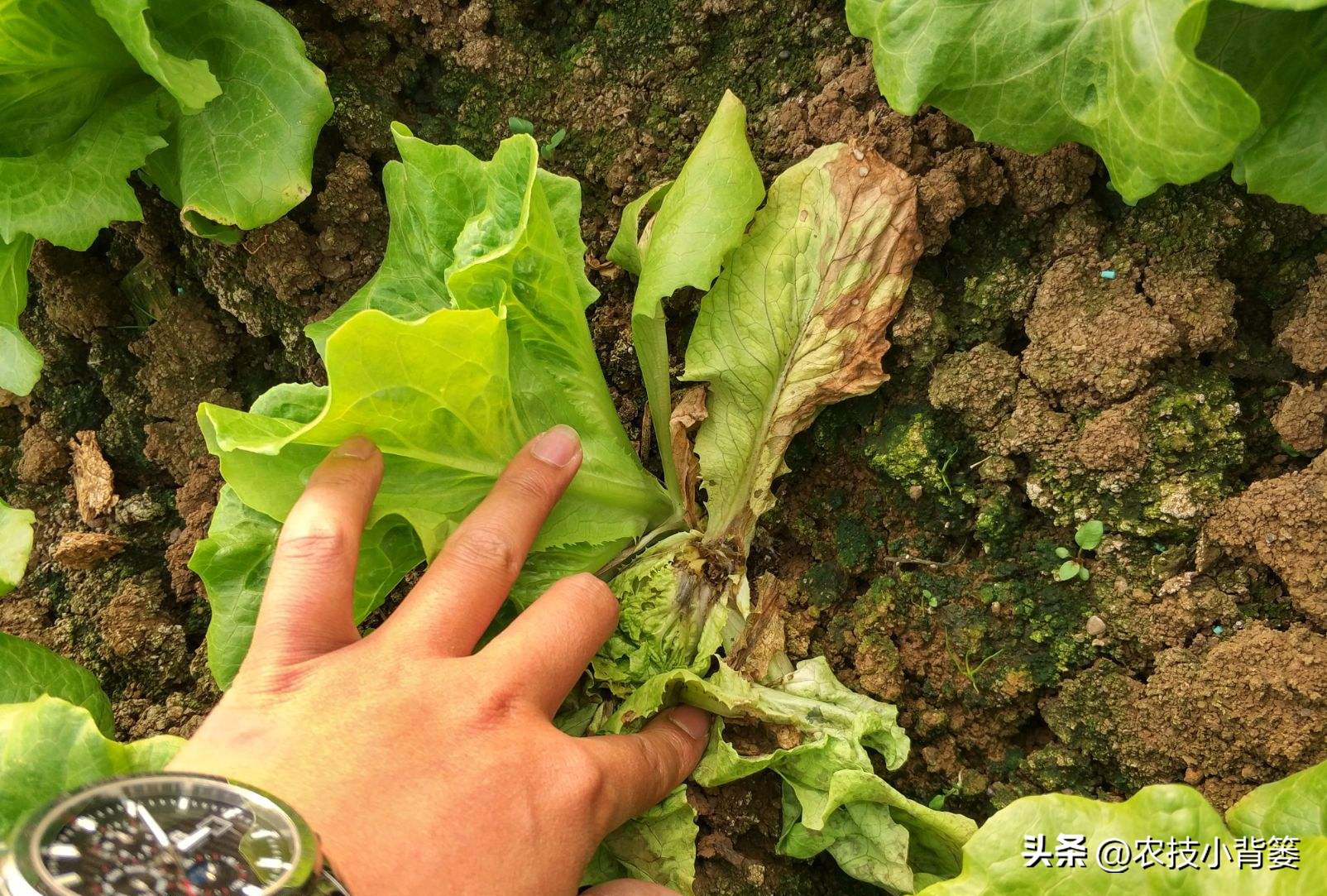 杀菌杀虫生根肥灌根的最佳方案,用杀菌剂真的能治住根部病害吗