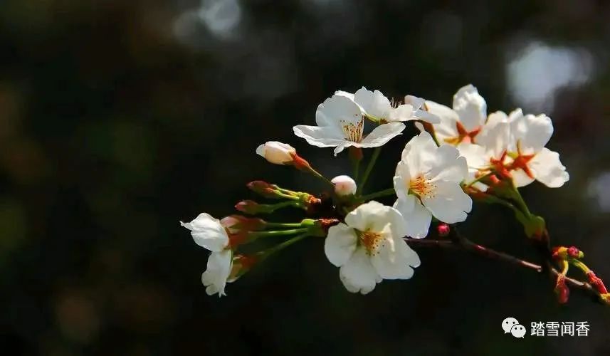 赞美梨花的诗句古诗大全,关于梨花的古诗词大全