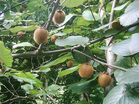 秦岭野生猕猴桃花,秦岭野生猕猴桃什么时候上市