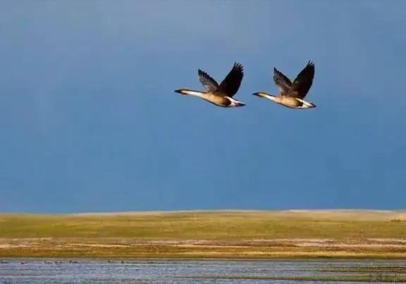 青峰杂谈：人一生的四重自由，世人全得之者有几？