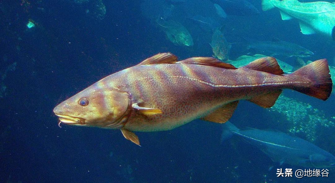 新西兰全部人口有多少人,新西兰人口现状