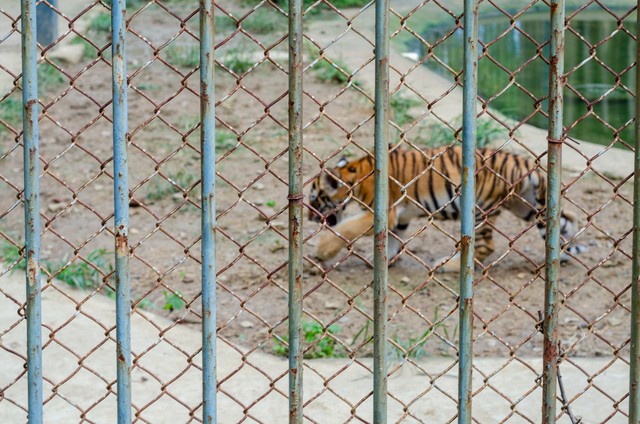 八达岭老虎咬人女子受伤情况,八达岭老虎伤人事件女毁容
