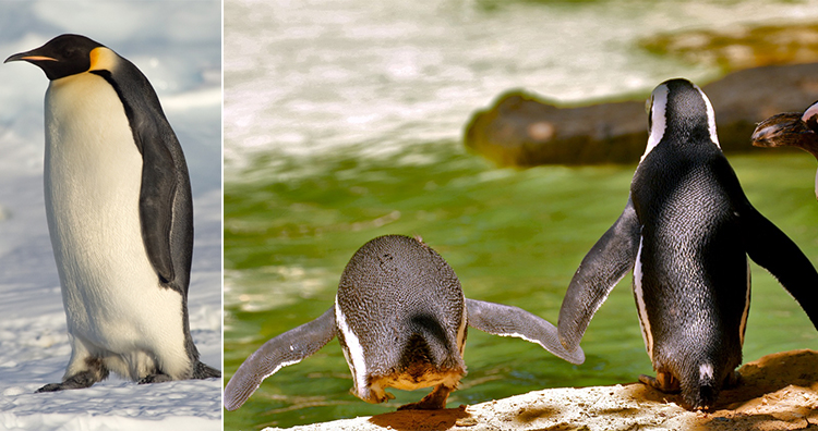 100个怪异动物现象,摩登大自然十大怪异动物