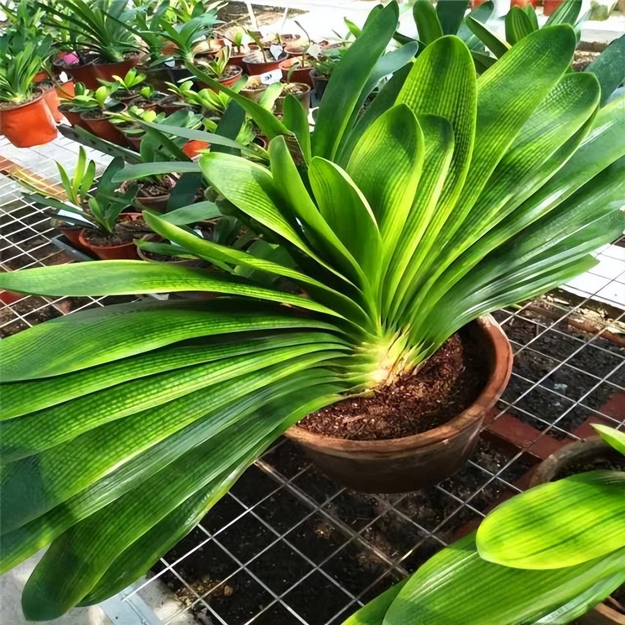 君子兰怎么摆放叶子不会长歪视频,君子兰在东阳台和南阳台正确摆放