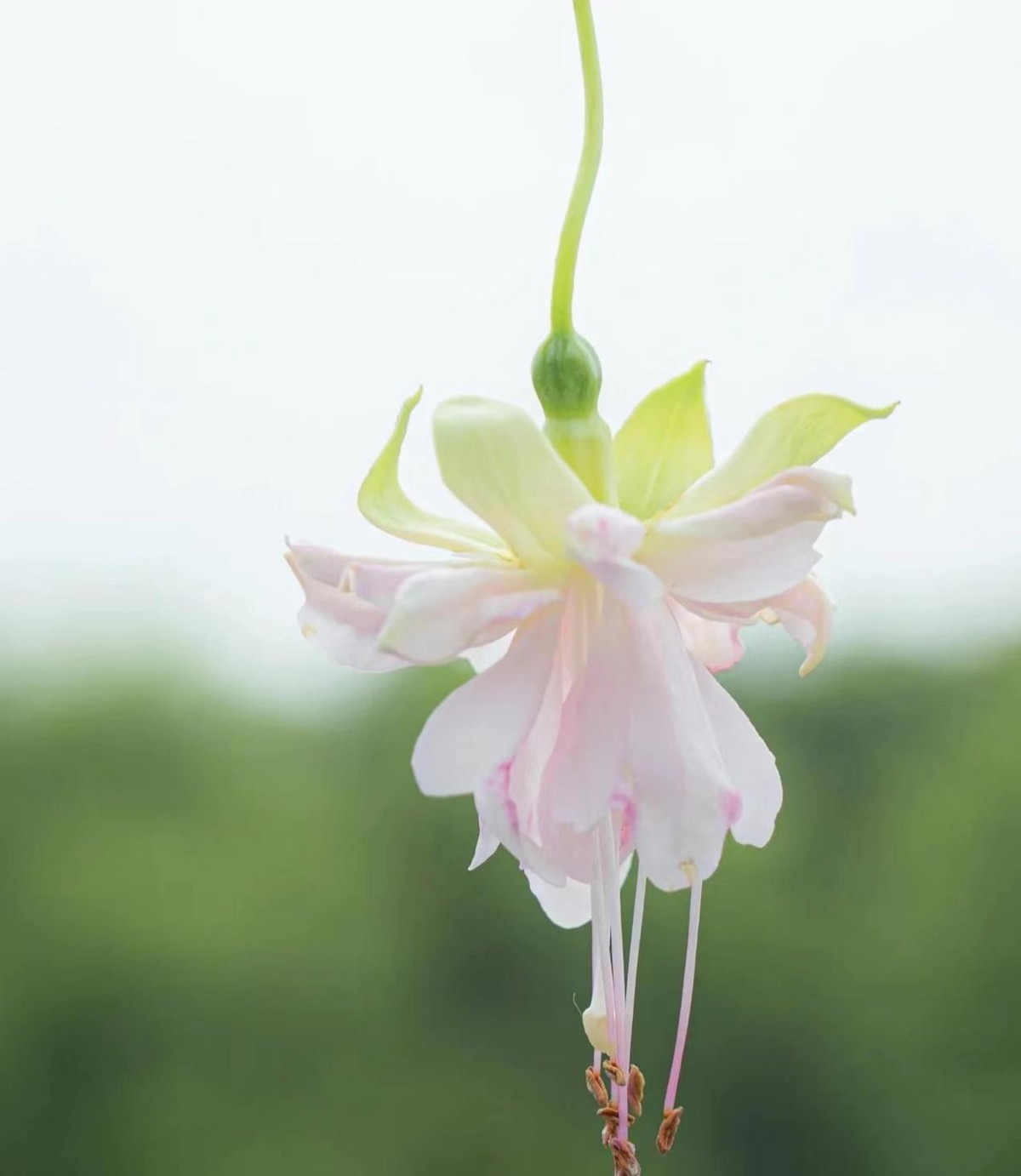 彩云悬挂天穹，鲜花似灯笼，浅析倒挂*钟金**培植和病虫害防治