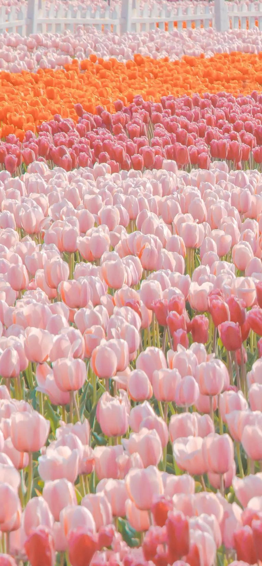 湛蓝的海水海滩风景高清壁纸,高清壁纸8k全屏无水印风景