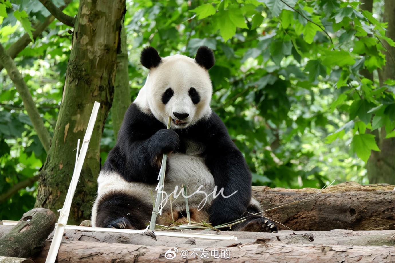 不高的高高和他不白的老婆白云——91年出生的童颜女神大熊猫白云