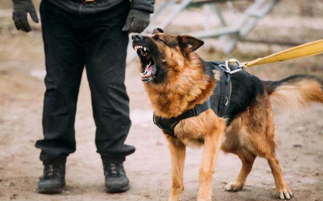 哪类狗狗忠诚度高又聪明,对主人最忠诚的狗狗排名榜凶猛犬