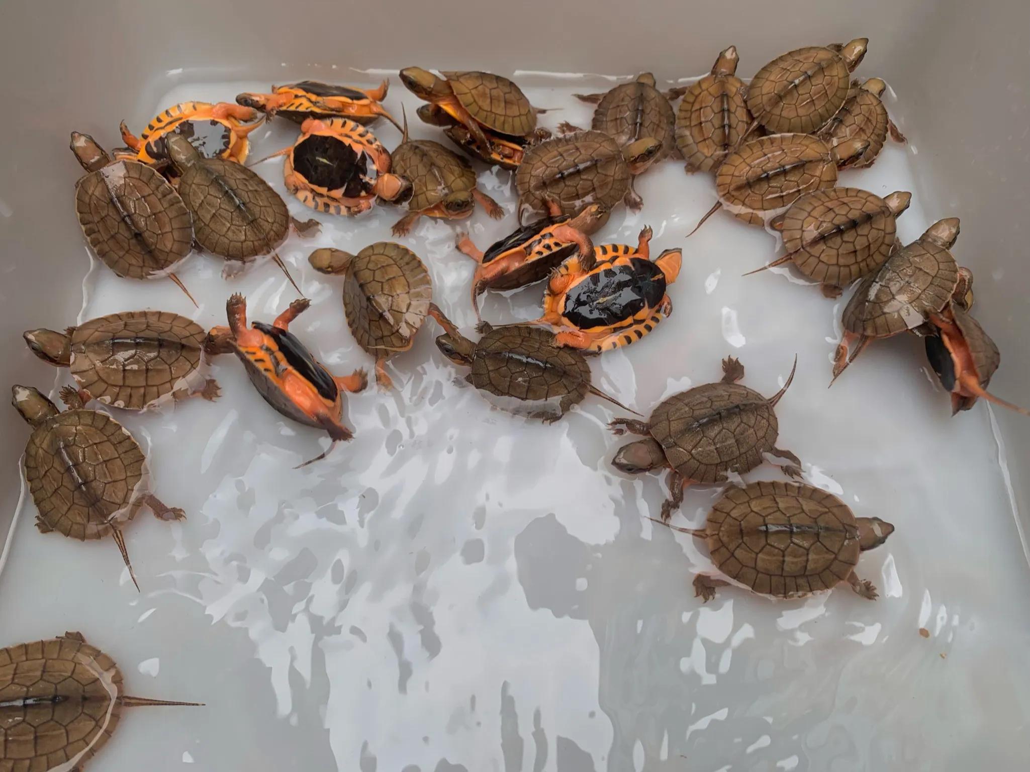 海南金钱龟养殖,金钱龟为什么不建议养