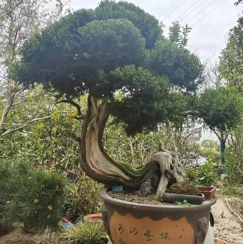 九九归一，青春永驻