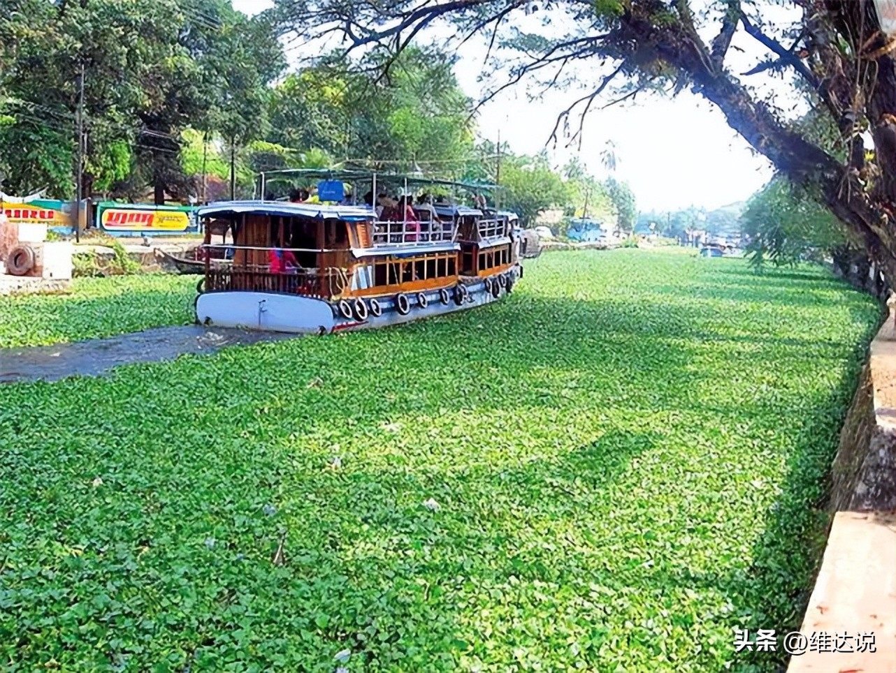 外来生物入侵鳄雀鳝怎么出现的,图说外来入侵物种鳄雀鳝