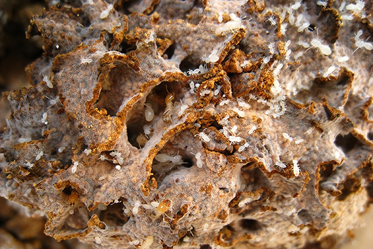 白蚁防治最有效的方法有哪些,白蚁的防治怎样最有效