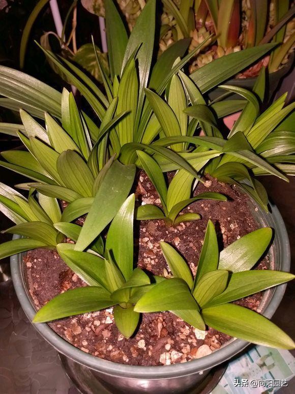 百合开完花怎么养它才能二次开花,百合花的盆栽方法和注意事项