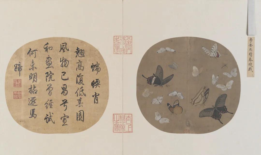 每种蝴蝶的寓意和象征,院里飞来一只黑花蝴蝶什么寓意