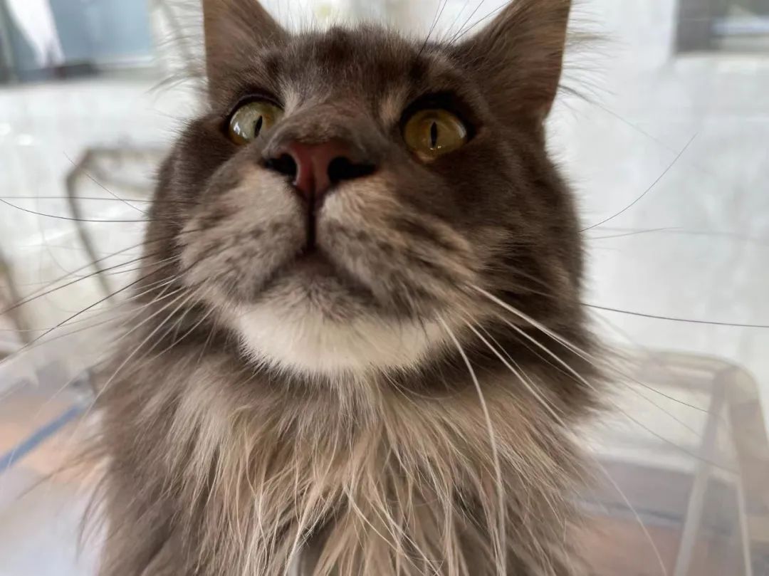 毛森森,观复猫毛森森