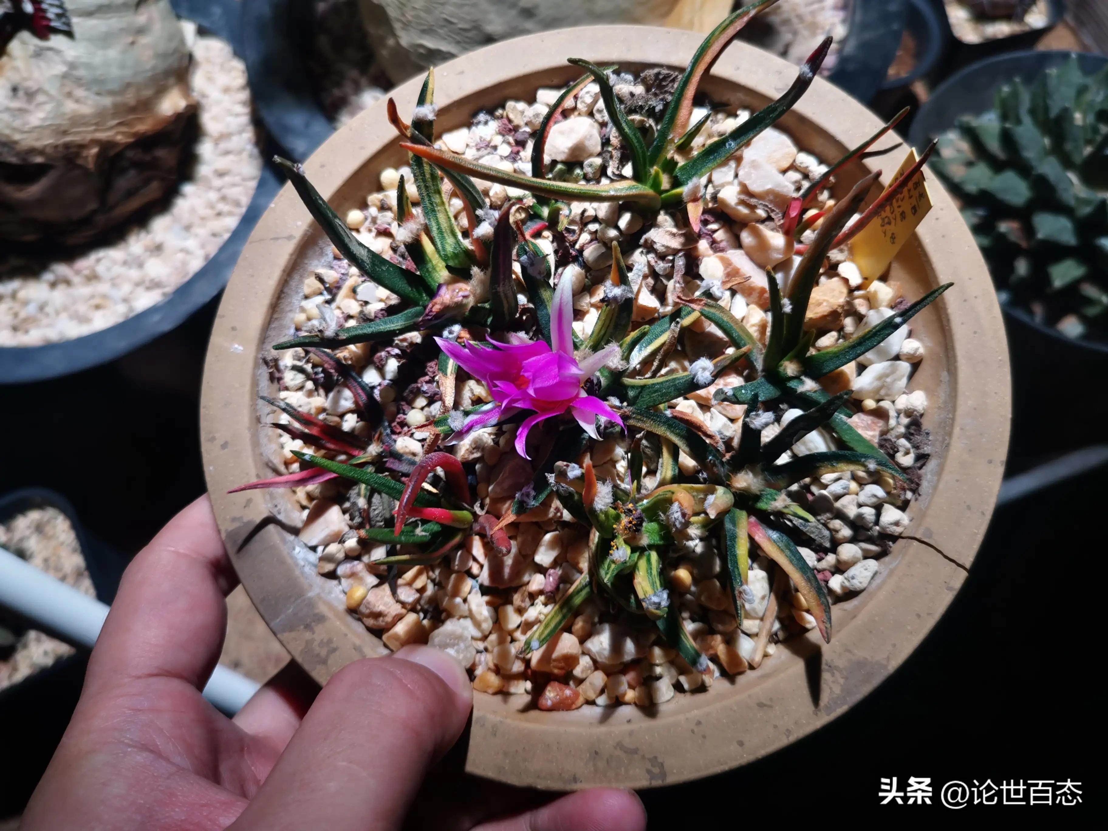 第90季仙人掌的分类