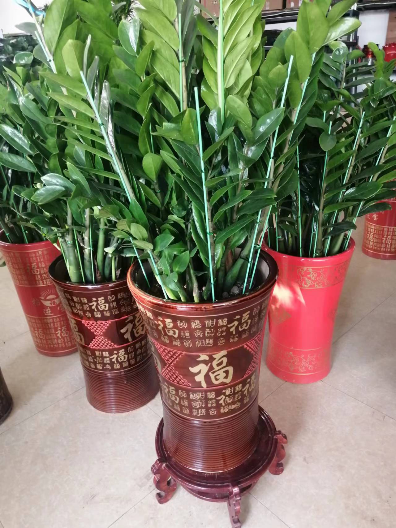 耐旱的花秋冬需要少浇水吧,这6种花就喜欢水多越浇越爆盆