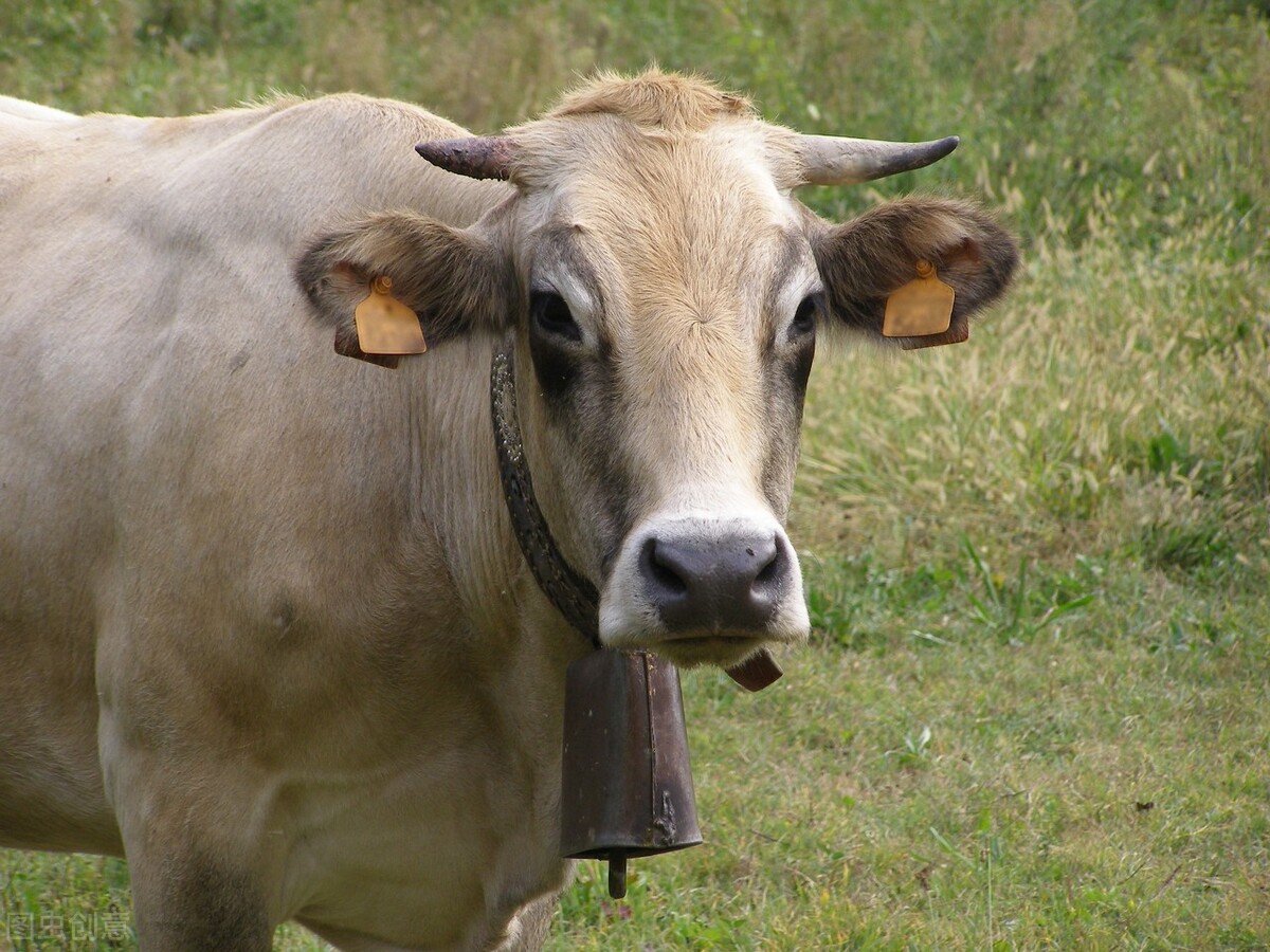 说明文写一写牛的外形特点,牛的一些介绍和特点是什么