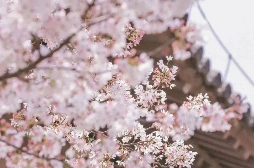 日本100个最佳樱花景点,日本十大樱花景点