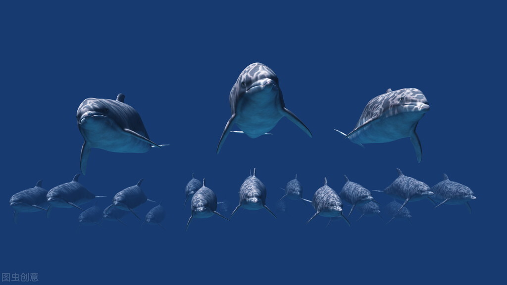 海豚的生殖方式,雄海豚和雌海豚是如何繁衍的