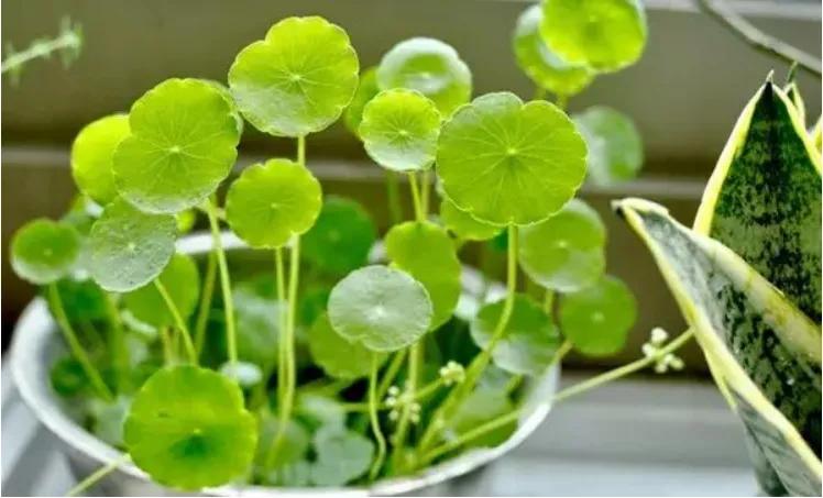 12星座专属什么植物好养,十二星座最适合养什么植物花