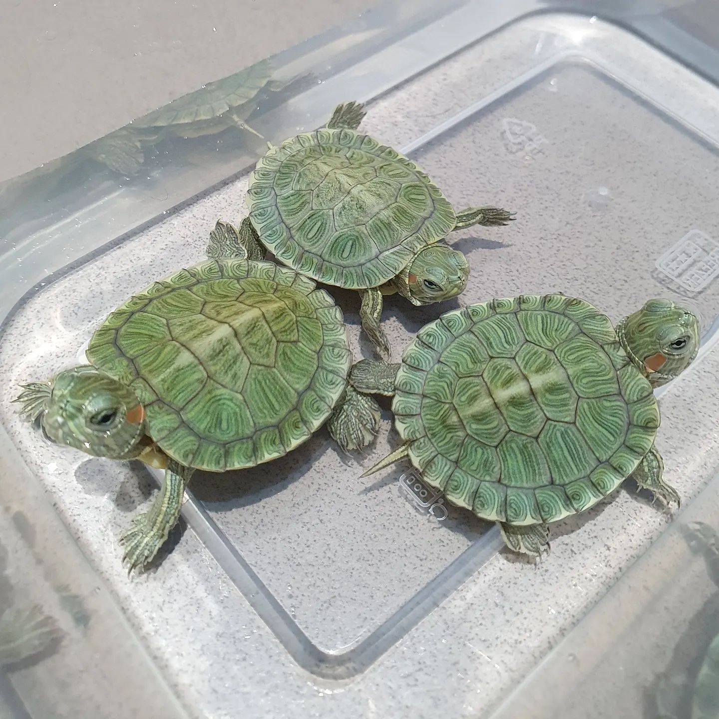 天冷了巴西龟怎么养,小巴西龟冬天怎么养