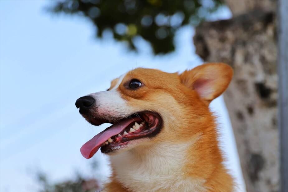 原来狗狗的交配方式，有那么多种