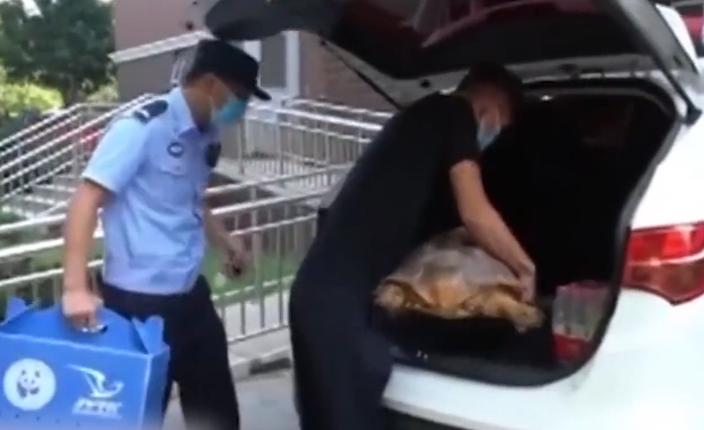 北京男子捡到乌龟饲养7年,北京男子捡到乌龟养了8年