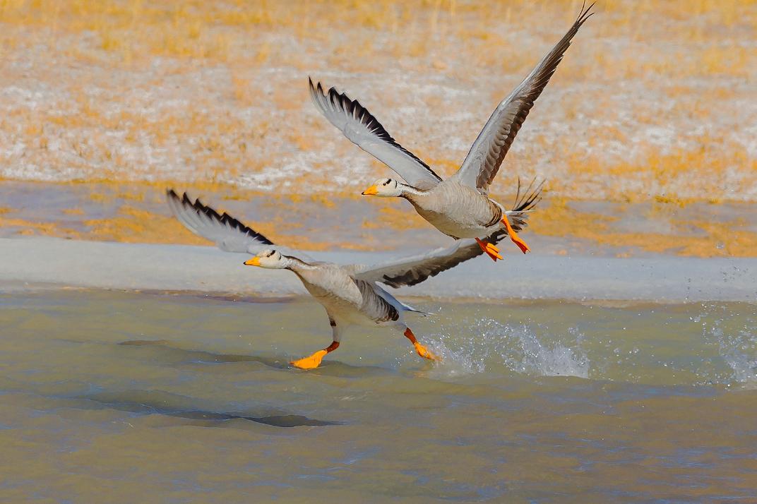 元明清十首词,明清最有影响的诗词