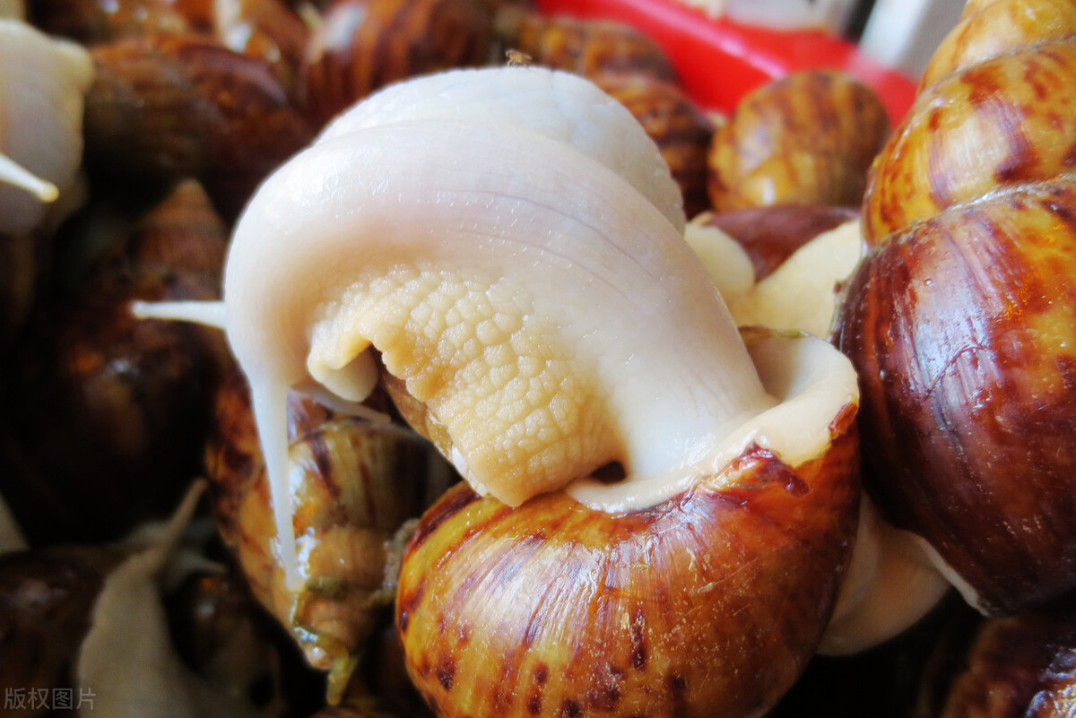 蜗牛养殖的利润及前景分析,白玉蜗牛养殖回收靠谱吗