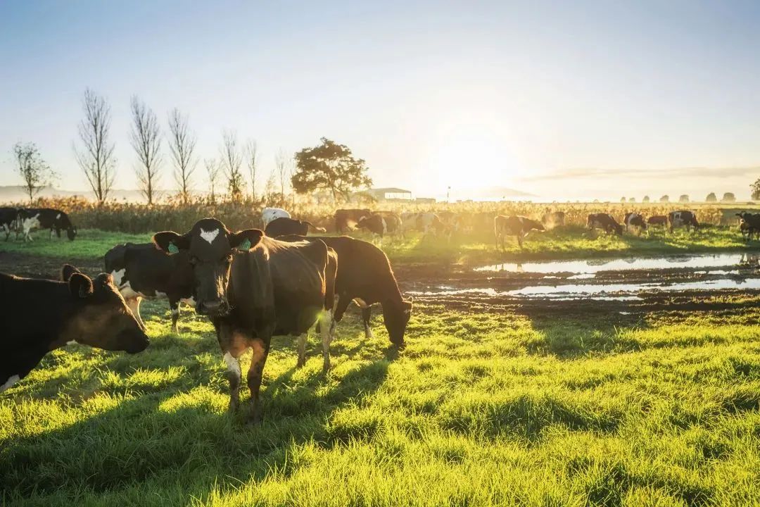 jerseyjoy爱薇牛儿童配方奶粉800g,jerseyjoy爱薇牛奶粉鉴别方式