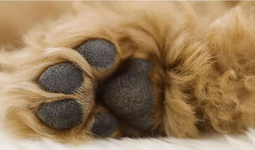 纯种泰迪犬要如何辨别,买泰迪小型犬时的注意事项