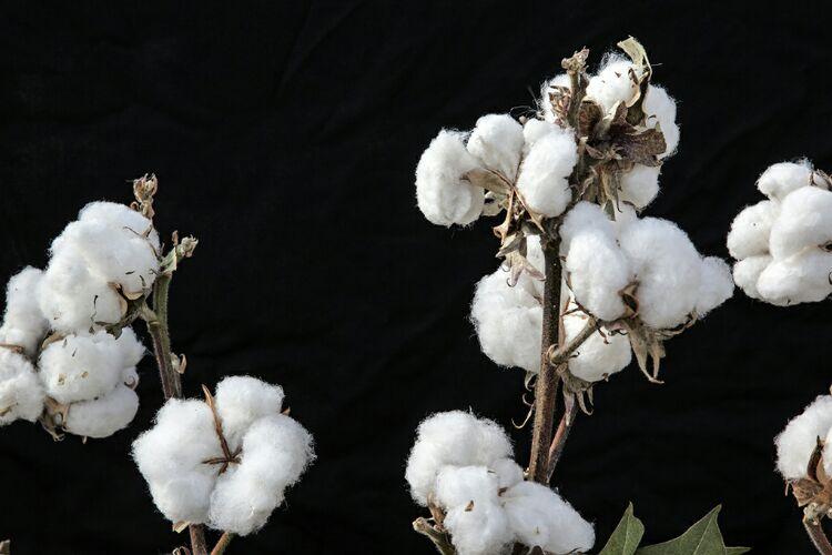 棉布如何导致*国亡**？害惨黑人的为何是印度？