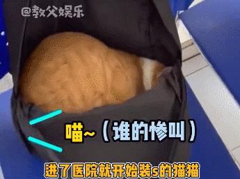 公猫出去一天一夜了都没回家,公猫出去三天没回来了