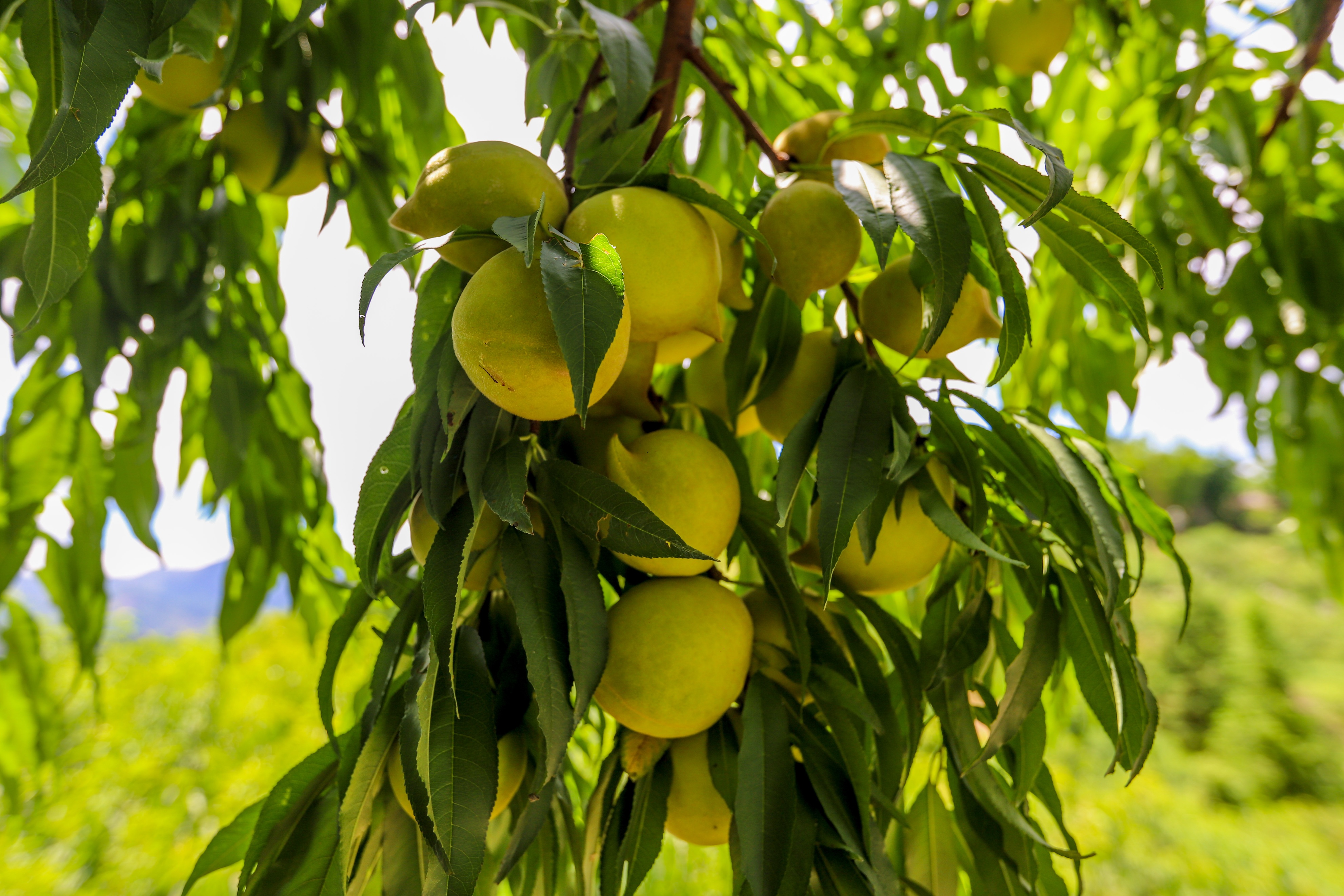 连平鹰嘴蜜桃是水蜜桃吗,广东连平上坪正宗鹰嘴水蜜桃