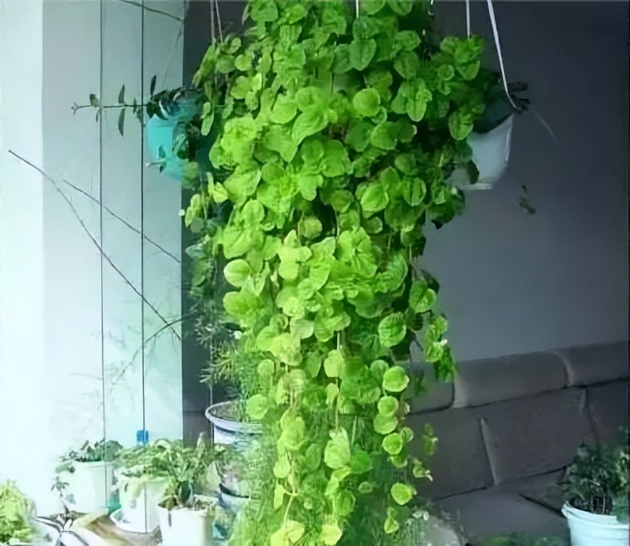 极度耐阴常绿10种花,6种花特别耐阴