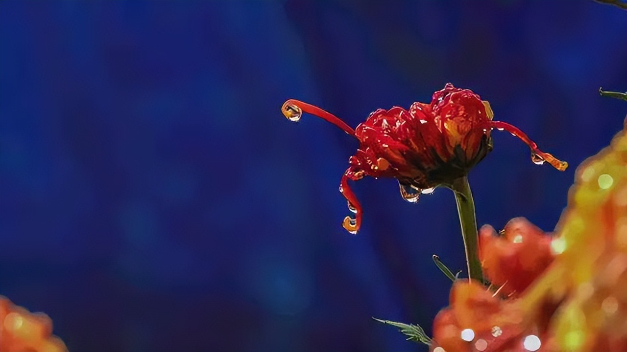 每个月农历十二月的花语,一月的花语