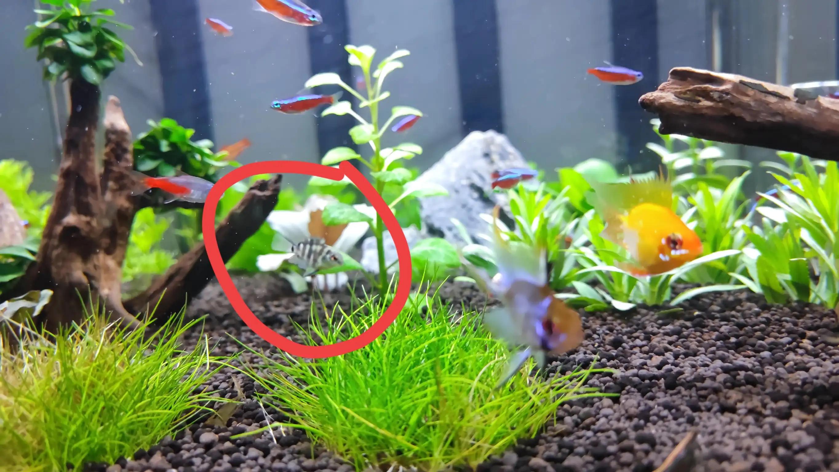 双头迷你鹦鹉鱼怎么养活,养鱼老道迷你鹦鹉鱼