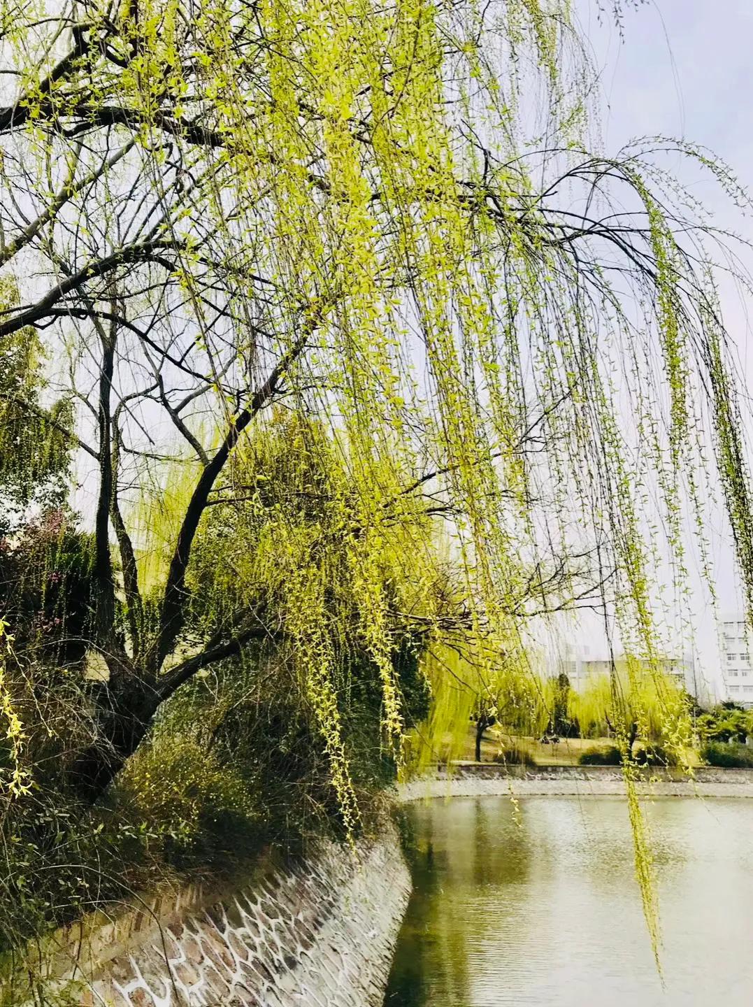 原创|重温网课时光:停课不停学,网课初体验(学生优秀习作)