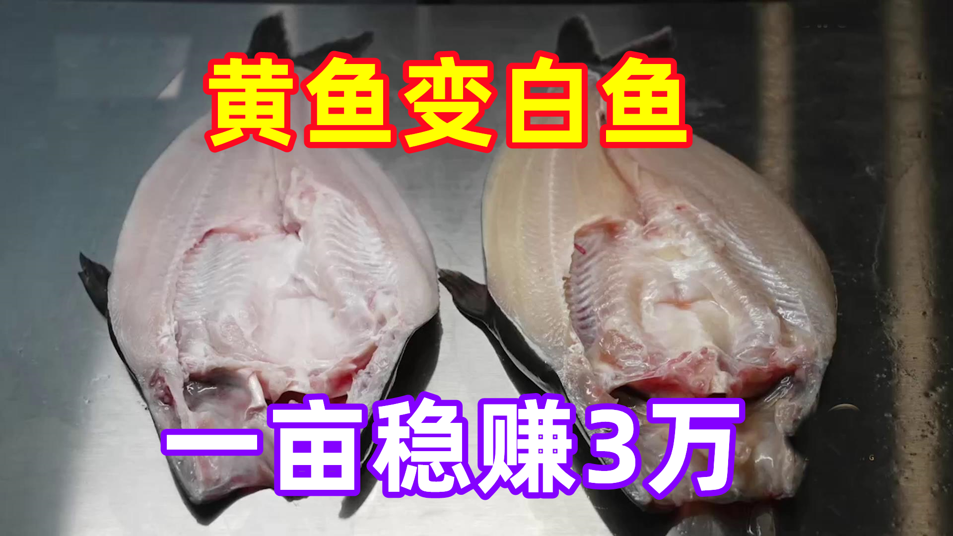 广西老汉把黄鱼变白鱼，一亩鱼塘稳赚3万元，带当地上百农户增收