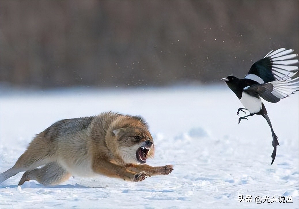 被狼王咬断双腿，终生成为奴隶，狈的一生有多凄惨？