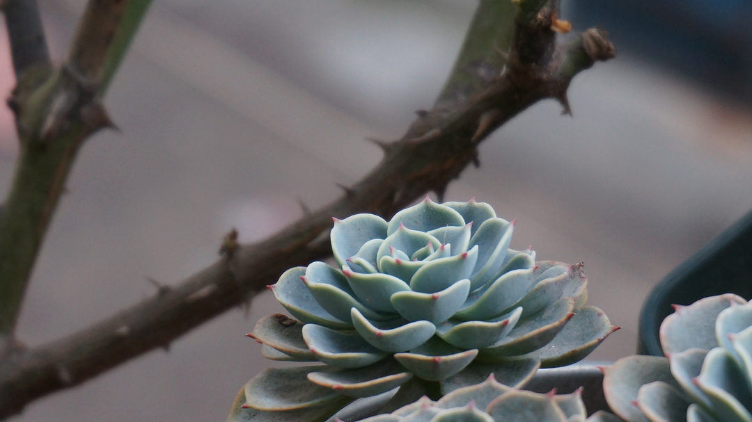 马致远写天净沙秋思时是什么状况,天净沙秋思是元朝马致远的散曲吗