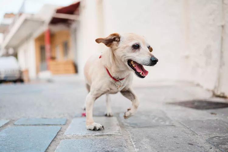宠物护理小贴士在冬天保护狗爪子,关于狗爪子的10个小知识