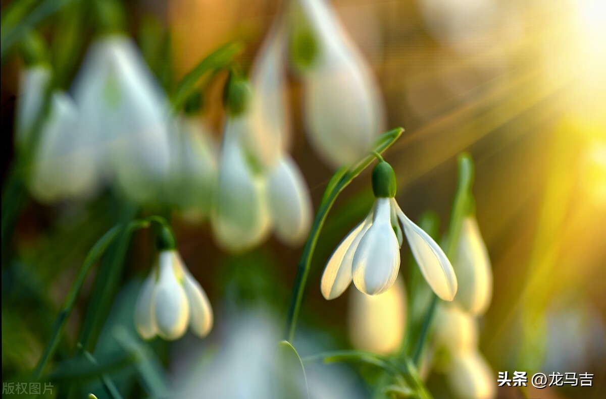 二月二龙抬头的诗词三十六首,二月二龙抬头古诗词赏析