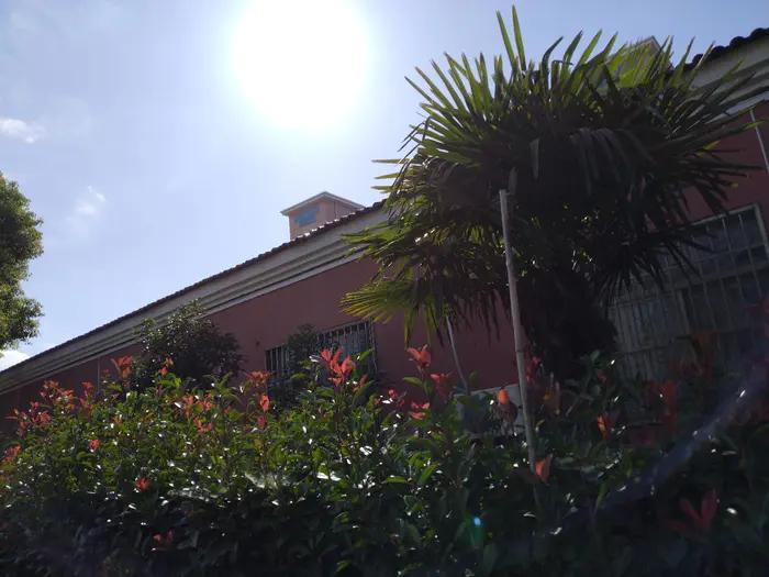 红叶石楠树篱怎么养护,红叶石楠树篱