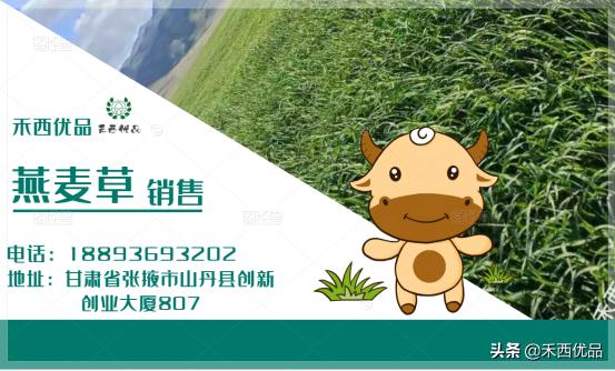 奶牛胃的功效与作用,奶牛移位能引起什么病