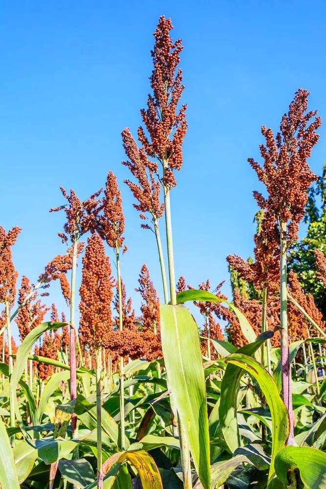 高粱种子图片大全,大片高粱成熟图片