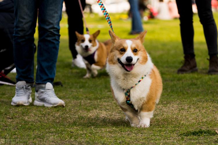 养狗的好处和养狗的坏处视频,养狗对人身体的好处有哪些